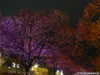 Violett angestrahlte Bäume Unter den Linden